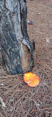 Amanita muscaria