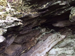 Asplenium pinnatifidum