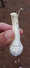 Amanita muscaria