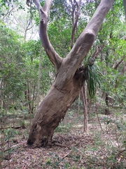 Eucalyptus tereticornis