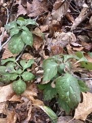 Pachysandra procumbens