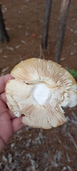 Amanita muscaria