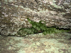 Asplenium pinnatifidum