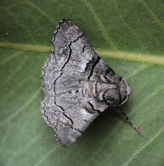 Hypobapta diffundens