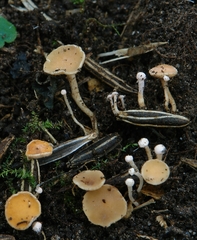 Symphyosirinia chaerophylli