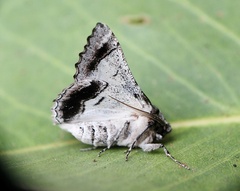 Hypobapta diffundens