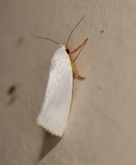 Xylorycta argentella