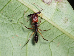 Odontomachus erythrocephalus