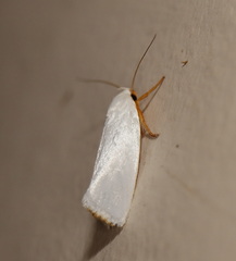Xylorycta argentella