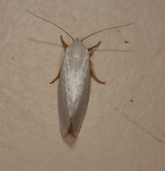 Xylorycta argentella