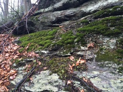 Asplenium pinnatifidum