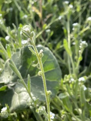 Plagiobothrys collinus