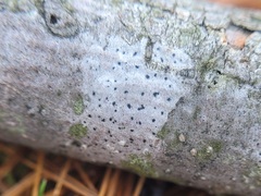 Arthoniomycetes