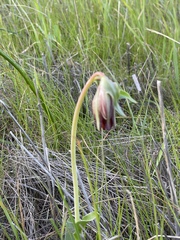 Fritillaria biflora