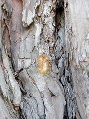 Pseudomantis