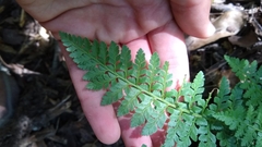 Rumohra adiantiformis