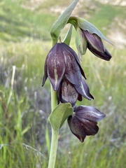 Fritillaria biflora