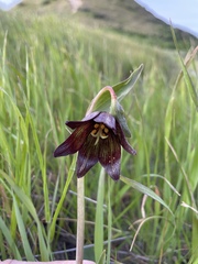 Fritillaria biflora