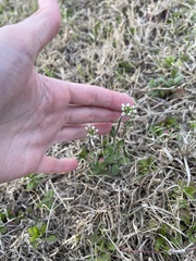 Tomostima platycarpa