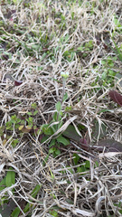 Tomostima platycarpa