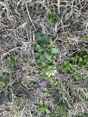 Tomostima platycarpa