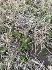 Tomostima platycarpa