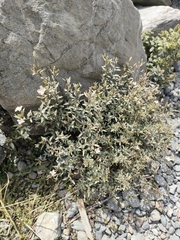 Epilobium melanocaulon