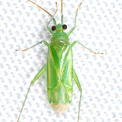 Brachynotocoris