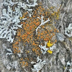 Athallia pyracea