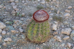 Melocactus stramineus