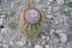 Melocactus stramineus