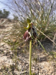 Fritillaria biflora