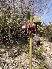 Fritillaria biflora