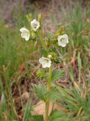 Phacelia viscida albiflora