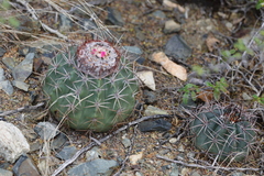 Melocactus curvispinus