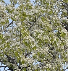 Pyrus calleryana