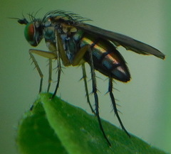 Dolichopus