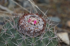 Melocactus curvispinus