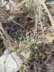 Veronica decora