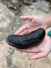 Holothuria leucospilota