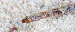 Syngnathidae
