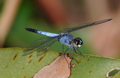 Raphismia bispina