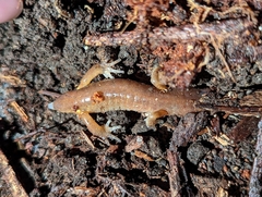 Ensatina
