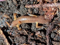 Ensatina