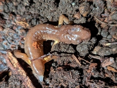Ensatina