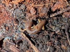 Ensatina