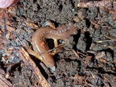 Ensatina