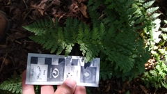 Rumohra adiantiformis