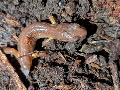 Ensatina