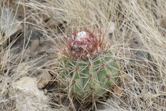Melocactus macracanthos
